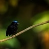 Pipulka modrotemenna - Lepidothrix coronata - Blue-crowned manakin 1921